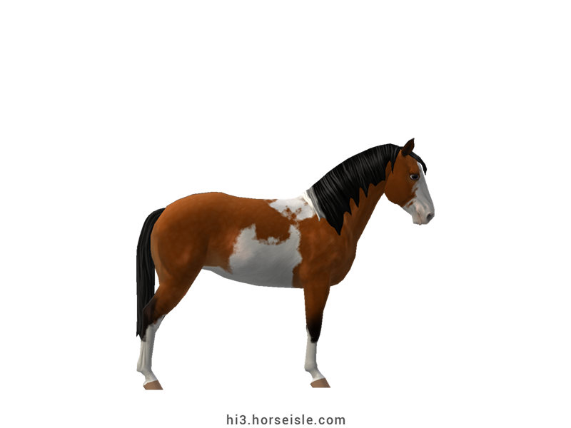 Spotted Mountain Saddle Horse - Type B Linebacked Bright Bay Sabino Coat (right view)